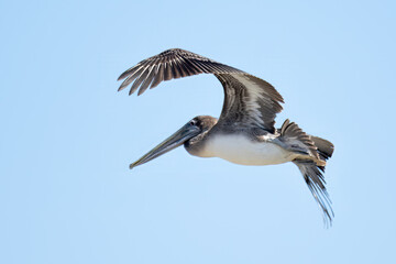 California Brown Pelican has wide wing span spread while soaring in flight against the blue sky