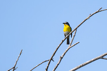 Adorable Yellow Breasted Chat has secure perch at top of tree while looking to the left