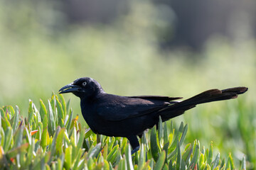 Great tail gracke bird delicately balances on ice plant holding a foraged seed in beak