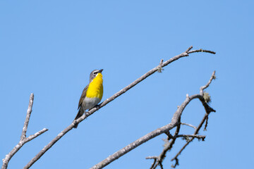 Adorable Yellow Breasted Chat has secure perch at top of tree while looking to the right