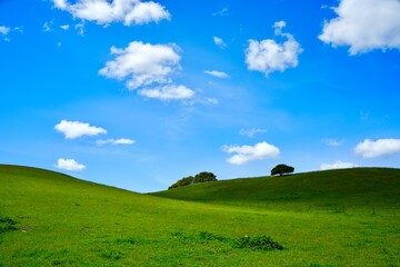 green field and blue sky
