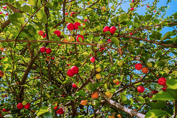 Acerola - Malpighia emarginata, or acerola cherry, Barbados cherry. It is rich in vitamins C, A,...
