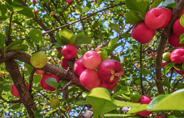 Acerola - Malpighia emarginata, or acerola cherry, Barbados cherry. It is rich in vitamins C, A, B1, B2, and B3, carotenoids and bioflavonoids, with antioxidant uses. Brasilia, July 2022