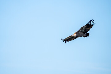 Griffon vulture (Gyps fulvus) photographed in Spain