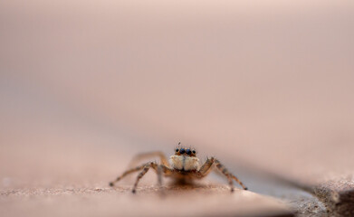 Jumping spider photographed in Spain