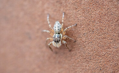 Jumping spider photographed in Spain