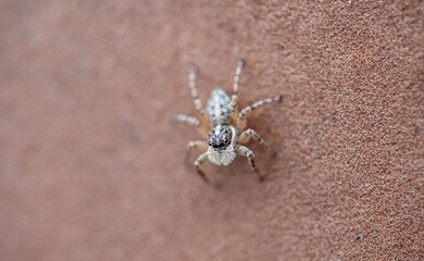 Jumping spider (Calositticus floricola) photographed in Spain