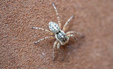 Jumping spider photographed in Spain