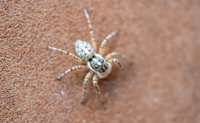 Jumping spider (Calositticus floricola) photographed in Spain