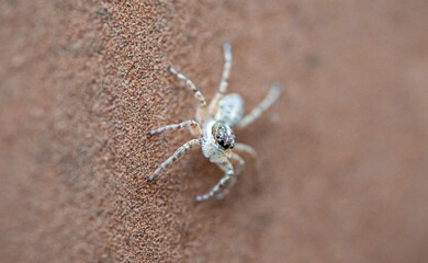 Jumping spider (Calositticus floricola) photographed in Spain