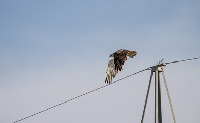 Short-toed eagle (Circaetus gallicus) photographed in Spain