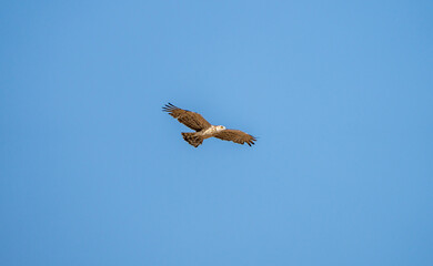 Short-toed eagle (Circaetus gallicus) photographed in Spain