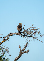 Short-toed eagle (Circaetus gallicus) photographed in Spain