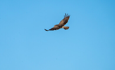 Short-toed eagle (Circaetus gallicus) photographed in Spain