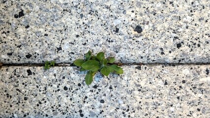 Green sprout plant on grey granite concrete wall