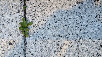 Green sprout plant on grey granite concrete wall