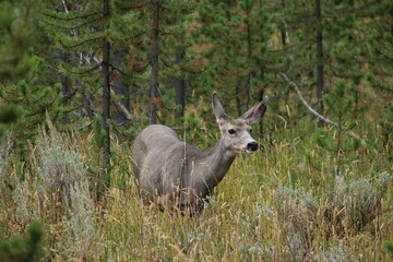 Mule Deer Amidst the Tall Meadow