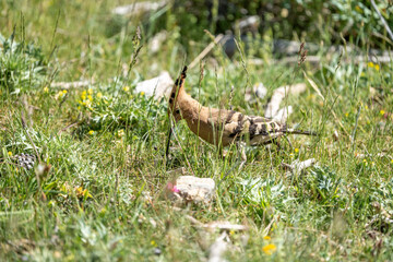Common hoopoe (Upupa epops) photographed in Spain © AngelEnrique