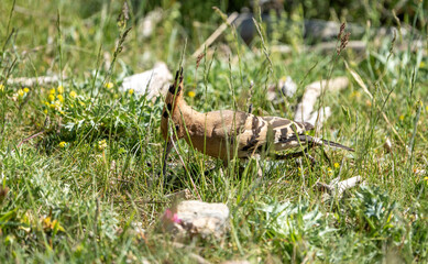 Common hoopoe (Upupa epops) photographed in Spain