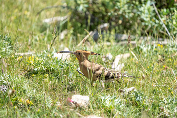 Common hoopoe (Upupa epops) photographed in Spain © AngelEnrique