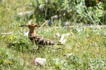 Common hoopoe (Upupa epops) photographed in Spain