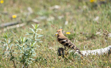 Common hoopoe (Upupa epops) photographed in Spain