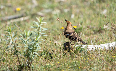 Common hoopoe (Upupa epops) photographed in Spain