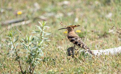 Common hoopoe (Upupa epops) photographed in Spain