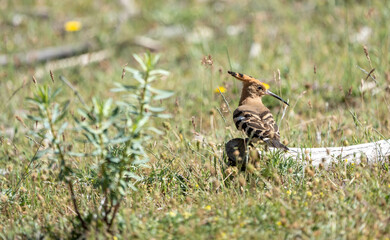 Common hoopoe (Upupa epops) photographed in Spain © AngelEnrique