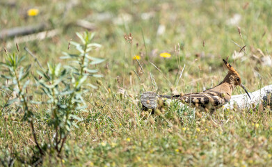 Common hoopoe (Upupa epops) photographed in Spain