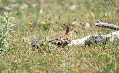 Common hoopoe (Upupa epops) photographed in Spain © AngelEnrique