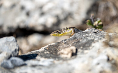 Long-tailed lizard (Psammodromus algirus) photographed in Spain