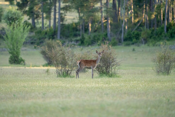 Red deer (Cervus elaphus) photographed in Spain