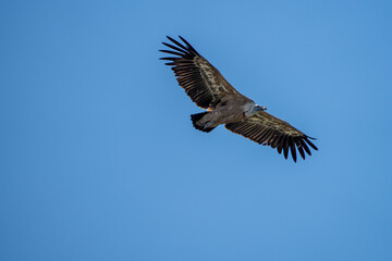 Obraz premium Griffon vulture (Gyps fulvus) photographed in Spain
