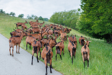 Herd of goats grazing in a lush green field near wooded area