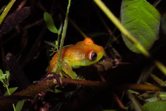 Ranas arboricolas de la amazonia boliviana