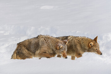 Naklejka premium Pair of Coyote (Canis latrans) Walk Right Through Snow Winter