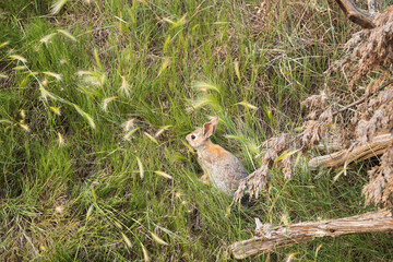 Rabbit in tall grass
