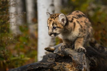 Cougar Kitten (Puma concolor) Crouches Down On Log Looking Left Autumn