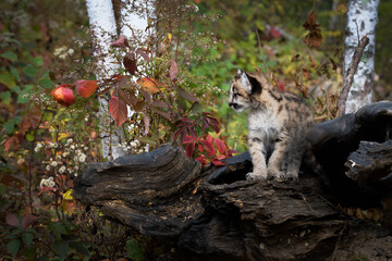 Cougar Kitten (Puma concolor) Stands on Log Looking Left Autumn