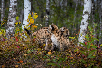 Cougar Kitten (Puma concolor) Walks Behind Seated Sibling Autumn