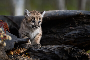 Cougar Kitten (Puma concolor) Looks Down From Log Autumn