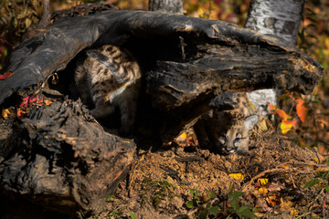 Cougar Kittens (Puma concolor) Crawl Around and Under Log Autumn