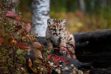 Cougar Kitten (Puma concolor) Stands on Top of Log Looking Down to Right Autumn