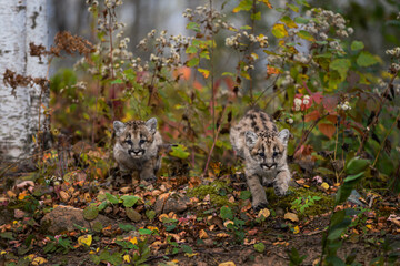 Cougar Kittens (Puma concolor) Run Forward Out of Woods Autumn
