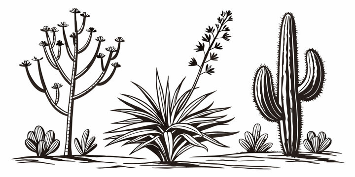 Black and white desert plants illustration with cactus yucca tree vector graphic design art