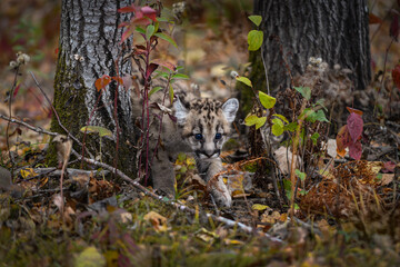 Cougar Kitten (Puma concolor) Steps Between Trees Autumn