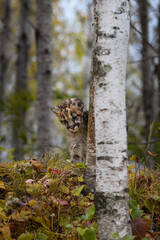 Cougar Kitten (Puma concolor) Paw Up on Birch Tree Looks Down Autumn