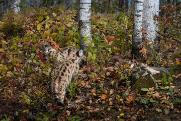 Cougar Kittens (Puma concolor) Walk Around in Birch Forest Autumn