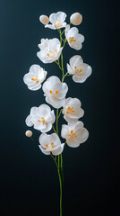 Elegant white orchid blossom stands out vividly against a deep black background, highlighting delicate petals and natural beauty. Minimalistic, serene floral image with ample caption space on the side